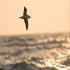יסעור שחור כיפה צילום: Sawer,Shutterstock חדשות