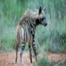 צבוע מפוספס צילום: Photo,Shutterstock חדשות
