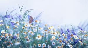 הבריאה אומרת נשמת כל חי צילום: shutterstock סידור