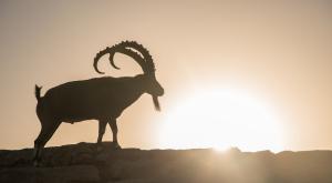 זריחה עם שחר צילום: shutterstock סידור