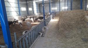 הדיר שבו הוסתרו ספרי התורה צילום: דוברות משטרת ישראל חדשות