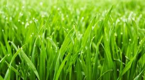 דשא צילום: shutterstock חגים