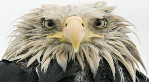 Bold eagle צילום: Bold eagle &copy; Klaus Nigge - Wildlife Photographer of the Year  תרבות