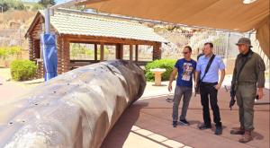 טיל בשומרון צילום: רועי חדי התיישבות