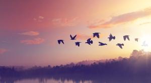 צילום: shutterstock פרשת חיי שרה