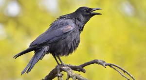 התושבים מפחדים מהעופות צילום: shutterstock חדשות