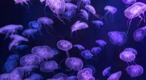 המדוזות בדרך צילום: shutterstock חדשות