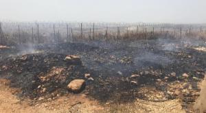 המטע שהוצת צילום: ירון רוזנטל, כפר עציון ביטחון
