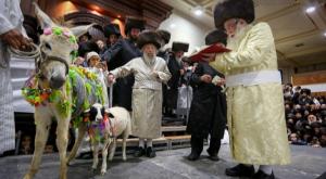 טקס פדיון פטר חמור צילום: יעקב ליברמן, פלאש 90 חדשות