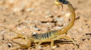 עקצן צהוב צילום: shutterstock טיולים
