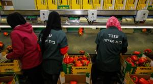 בית אריזה בבקעת הירדן. אילוסטרציה צילום: פלאש 90 / אורי לנץ חדשות