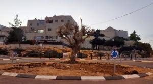  צילום: ללא התיישבות