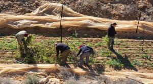 גידול קנאביס צילום: דוברות המשטרה פוליטי