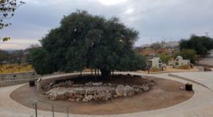 האלון הבודד צילום: אגף התיירות גוש עציון התיישבות