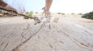 מפנים את הפתקים צילום: הקרן למורשת הכותל המערבי פסח