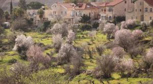 מועצה מקומית אפרת צילום: Gershon Elinson/Flash90 התיישבות