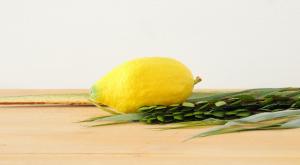 ארבעת המינים צילום: shutterstock חדשות