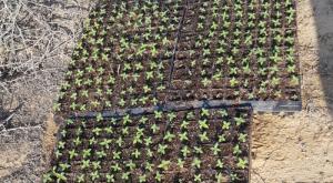 שתילי קנאביס שנתפסו בפשיטת המשטרה  צילום: דוברות המשטרה  ביטחון