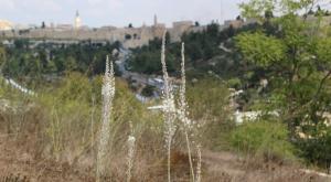 אחרי החום - הגשם באופק. סתיו ישראלי צילום: Gershon Elinson/Flash90 תחזית מזג האוויר