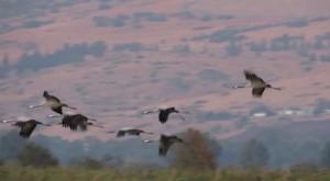 העגורים הראשונים באגמון החולה צילום: עינבר שלומית רובין, קק"ל טיולים