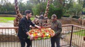דניסה ביום ההולדת עם עוגה בצורת המספר 30 צילום:  טיבור יגר, באדיבות הספארי חדשות