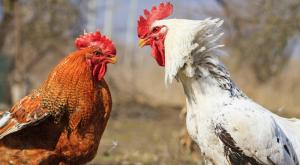 קרב תרגנולים צילום: shutterstock חדשות