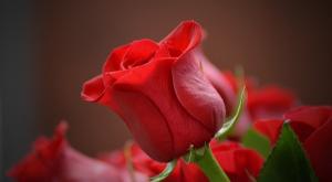 ורד צילום: pixbay כדאי לדעת