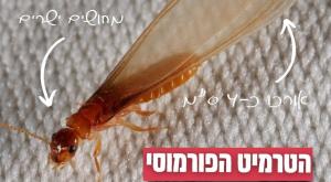 הטרמיט המסוכן |  צילום: המשרד להגנת הסביבה  חדשות