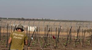 תלמיד תיכון בעבודה חקלאית בגולן צילום: מאור קינסבורסקי/פלאש90 חדשות