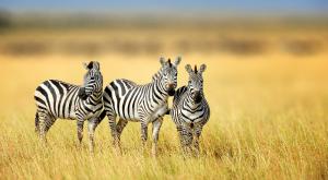 זברות צילום: shutterstock חדשות