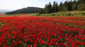  צילום: Mendy Hechtman/Flash90 תחזית מזג האוויר
