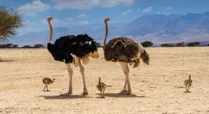  צילום: shutterstock חדשות