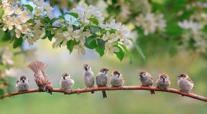 תפילה לפני תהילים צילום: shutterstock סידור