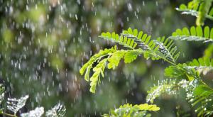 טפטוף צילום: taveesak srisomthavil,Shutterstock תחזית מזג האוויר