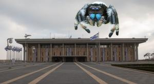 עכביש צילום: Hadas Parush,Flash90, shutterstock חדשות