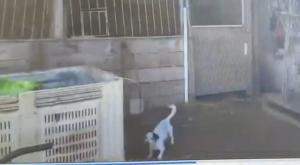 אחד מהכלובים צילום: דוברות המשטרה חדשות