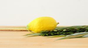 ארבעת המינים צילום: shutterstock סוכות