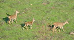 ארכיון |  צילום: puyalroyo,Shutterstock חדשות