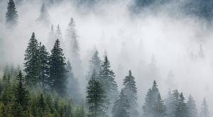 ערפל, אילוסטרציה |  צילום: encierro,Shutterstock תחזית מזג האוויר