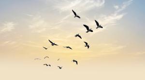 ציפורים |  צילום: DOERS,Shutterstock כדאי לדעת