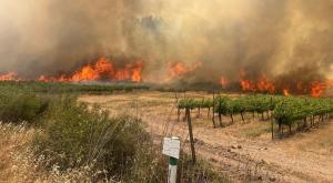 שריפת הענק בירושלים |  צילום: עובדי ויערני קק"ל חדשות