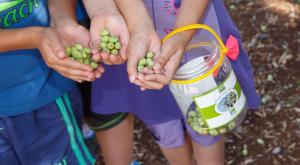 פעילויות קק"ל בחוה"מ סוכות צילום: עמוס לוזון, ארכיון הצילומים של קק"ל חדשות