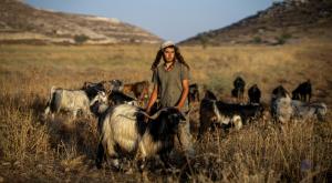 רועה צאן, ארכיון צילום: Moshe Schleifer,Flash90 חדשות