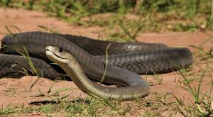 נחש צילום: Cormac Price,Shutterstock כדאי לדעת