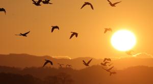 אווז לבן מצח צילום: feathercollector,Shutterstock חדשות