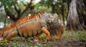 איגואנה צילום: JRomero04,Shutterstock חדשות