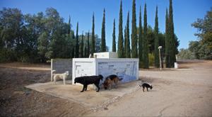 כלבים צילום: Doron Horowitz,FLASH 90 בריאות