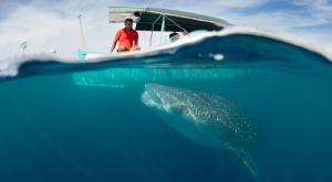 כריש לוויתן צילום: Ethan Daniels,Shutterstock חדשות