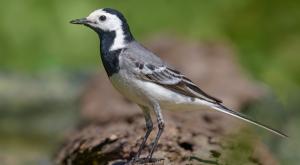 נחליאלי לבן צילום: Nick Vorobey,Shutterstock חדשות