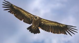 נשר מקראי צילום: Xseon,Shutterstock חדשות